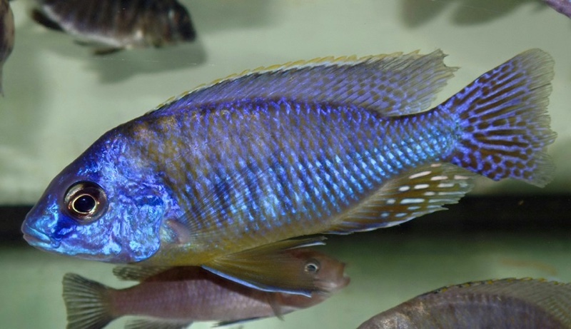 Protomelas sp. 'steveni imperial' Hai Reef